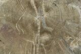 Petrified Wood (Woodworthia) Round - Arizona #244780-1